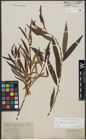 Foto von Salix triandra L. x Salix viminalis L.